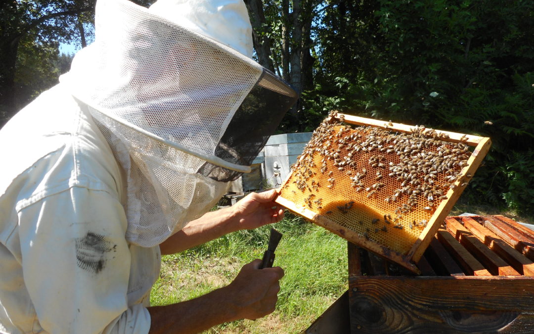 Nos Huissiers de Justice parrainent des abeilles !